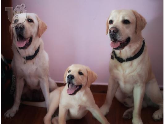 PoulaTo: Labrador κουτάβια